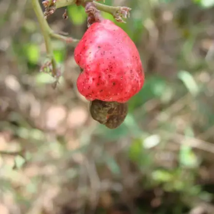 Foto de Caju-do-cerrado