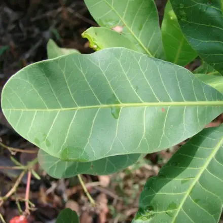Foto de Caju-do-cerrado