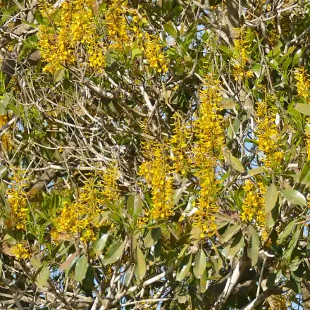 Foto de Cambará-de-mato-grosso
