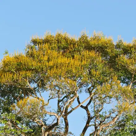 Foto de Cambará-de-mato-grosso