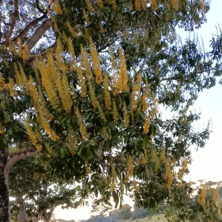 Foto de Cambará-de-mato-grosso