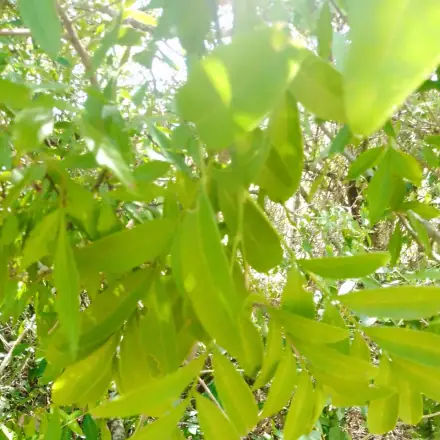 Foto de Camboatá-branco