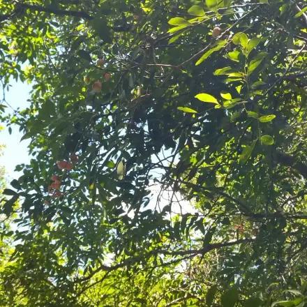 Foto de Camboatá-branco