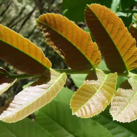 Foto de Camboatá