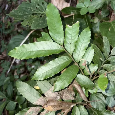 Foto de Camboatá