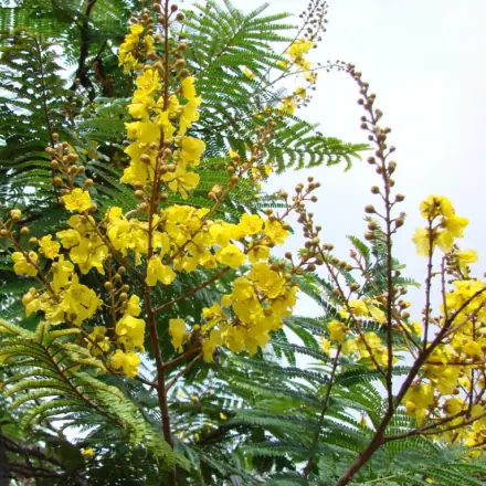 Foto de Canafístula