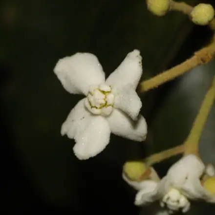 Foto de Canela-branca