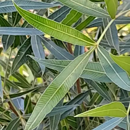 Foto de Canela-de-veado
