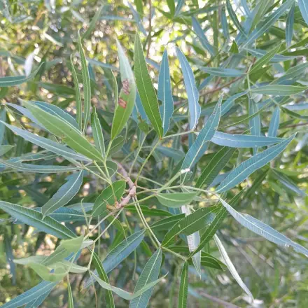 Foto de Canela-de-veado