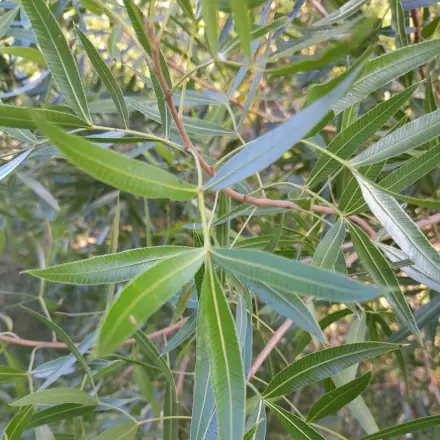Foto de Canela-de-veado