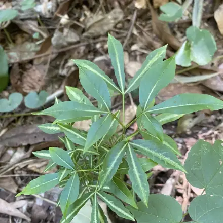 Foto de Canela-de-veado