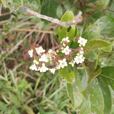 Foto de Canela-fedida