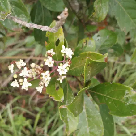 Foto de Canela-fedida