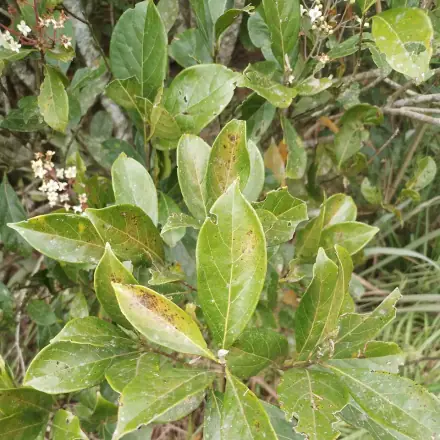 Foto de Canela-fedida