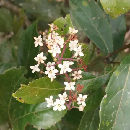 Foto de Canela-fedida