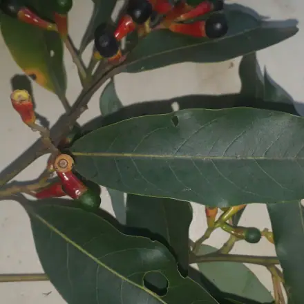 Foto de Canela-guaicá