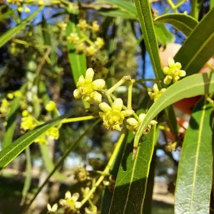 Foto de Canela-imbuia
