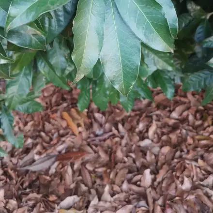 Foto de Canela-sassafrás