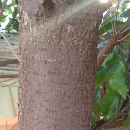 Foto de Canela-sassafrás