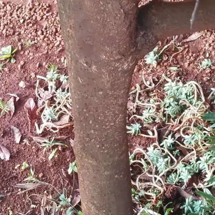 Foto de Canela-sassafrás