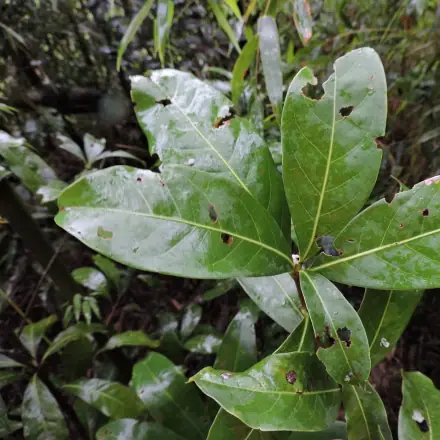 Foto de Canela-sassafrás