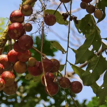 Foto de Canjarana