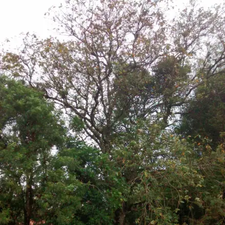 Foto de Capixingui