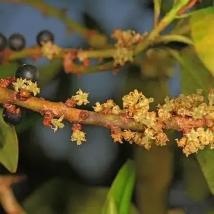 Foto de Capororoca-do-cerrado