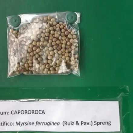Foto de Capororoca