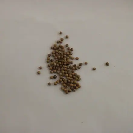 Foto de Capororoca