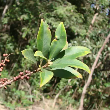 Foto de Capororoca