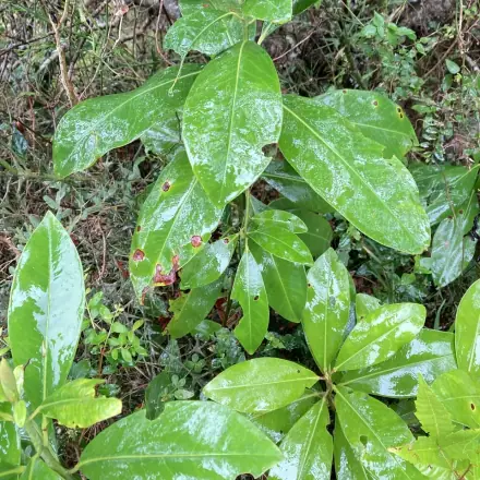Foto de Capororoca