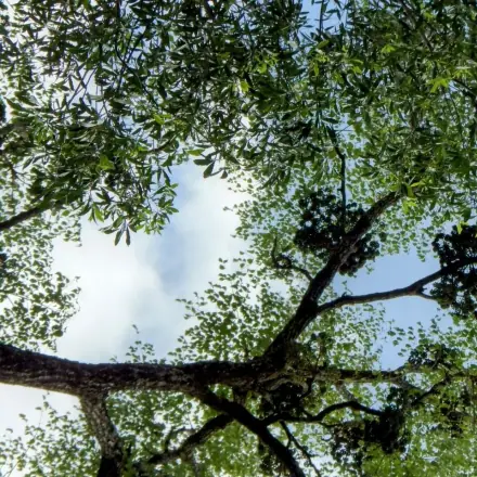 Foto de Carobão