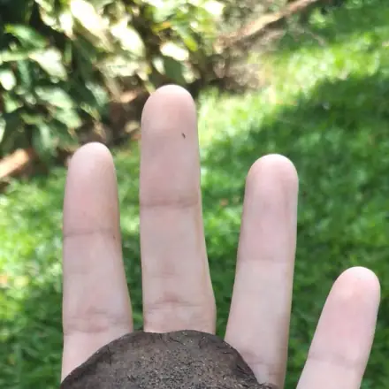Foto de Carobão