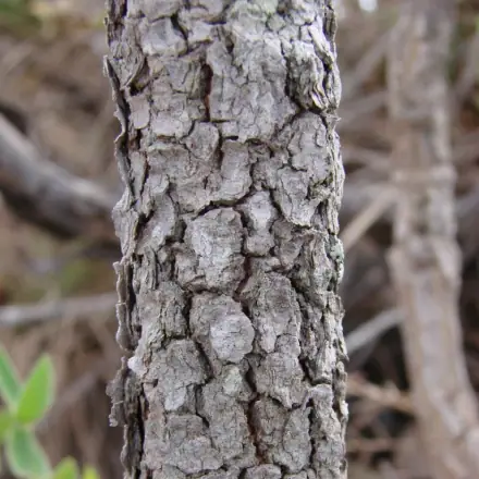 Foto de Carvalho-do-cerrado