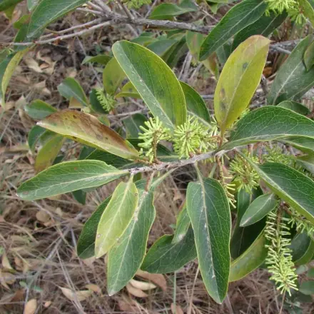 Foto de Carvalho-do-cerrado