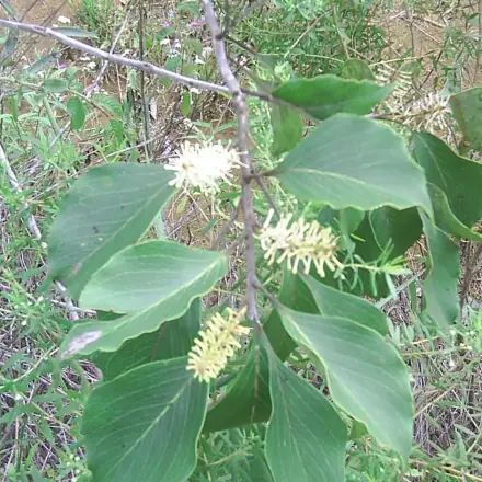 Foto de Carvalho-do-cerrado