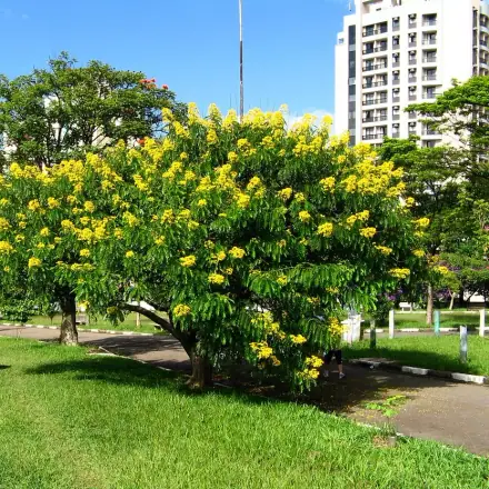 Foto de Cássia-do-Nordeste