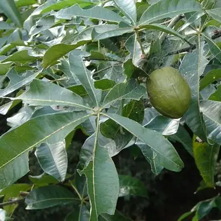 Foto de Castanha-do-maranhão