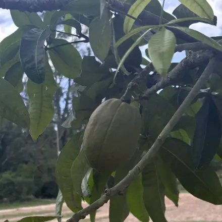 Foto de Castanha-do-maranhão