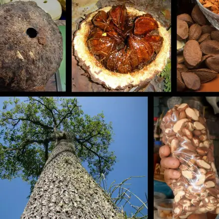 Foto de Castanha-do-pará