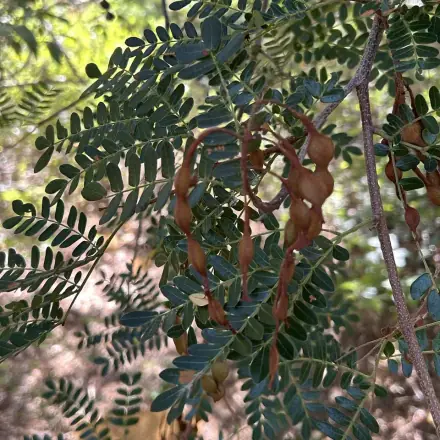 Foto de Catanduva