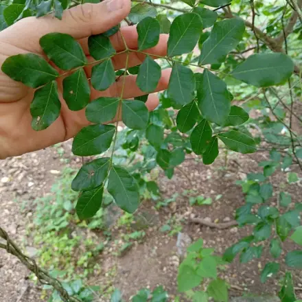 Foto de Catingueira