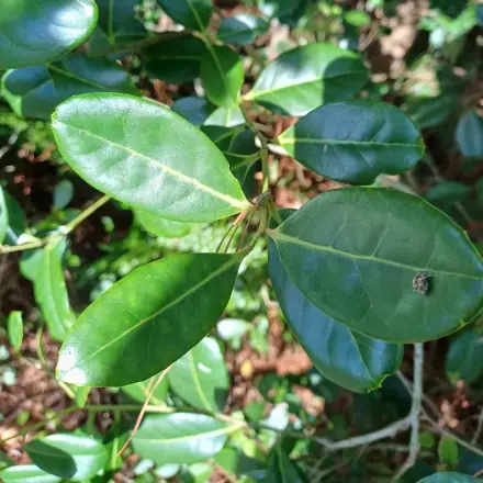 Foto de Caúna