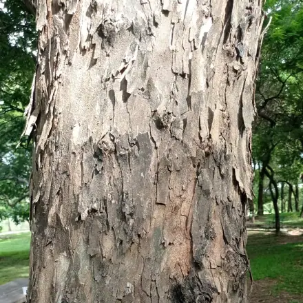 Foto de Caviúna