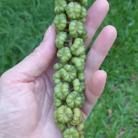 Foto de Cebolão