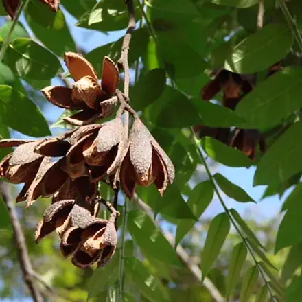 Foto de Cedro-rosa
