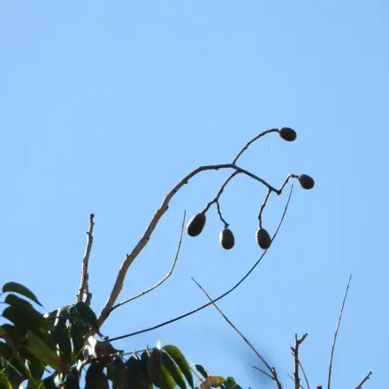 Foto de Cedro-rosa