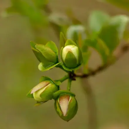 Foto de Cereja-do-rio-grande