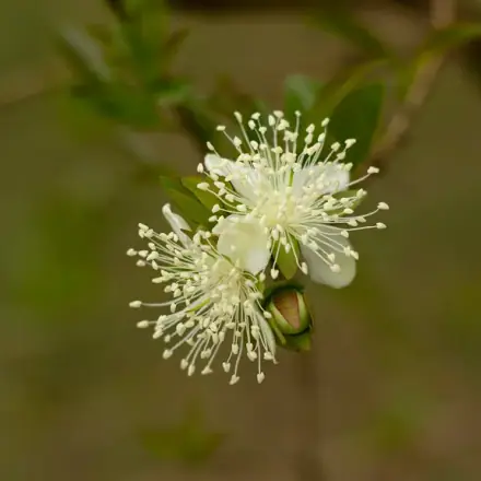 Foto de Cereja-do-rio-grande